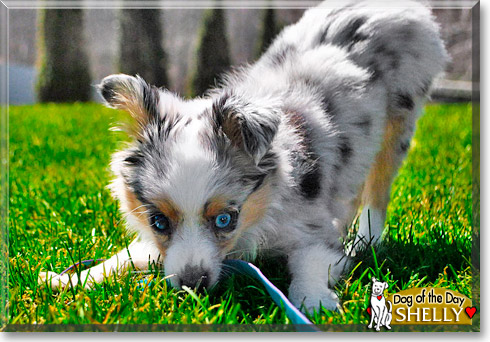 Shelly, the Dog of the Day