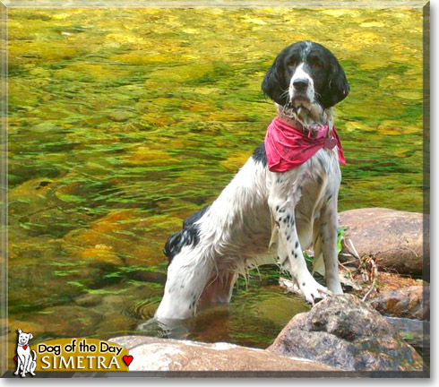 Sim, the Dog of the Day