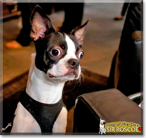 Sir Roscoe, the Dog of the Day