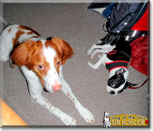 Sir Roscoe, the Dog of the Day