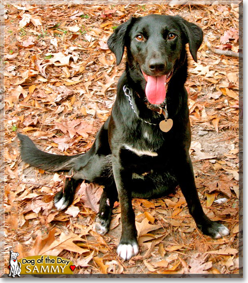 Samantha, the Dog of the Day