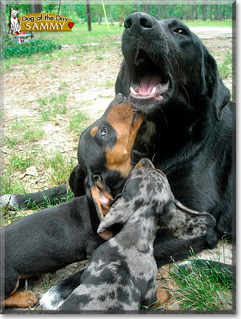 Samantha, the Dog of the Day