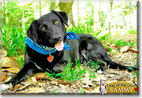 Samantha, the Dog of the Day