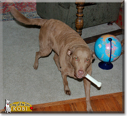 Kobi, the Dog of the Day