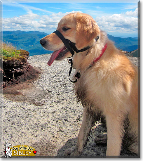 Sibley, the Dog of the Day