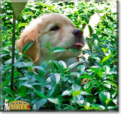 Sibley, the Dog of the Day