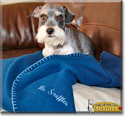 Mr. Scruffles, the Dog of the Day Mr. Scruffles, the Dog of the Day