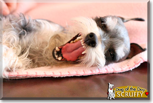 Mr. Scruffles, the Dog of the Day Mr. Scruffles, the Dog of the Day