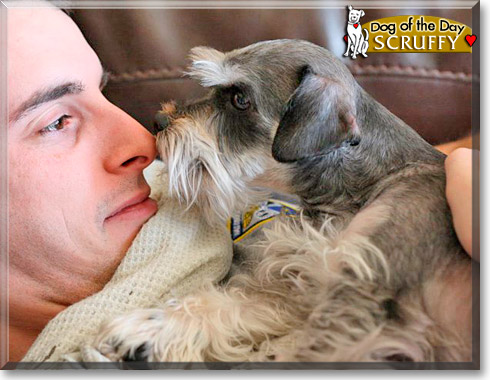 Mr. Scruffles, the Dog of the Day Mr. Scruffles, the Dog of the Day