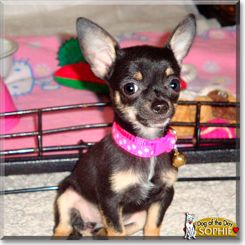 Sophie, the Dog of the Day