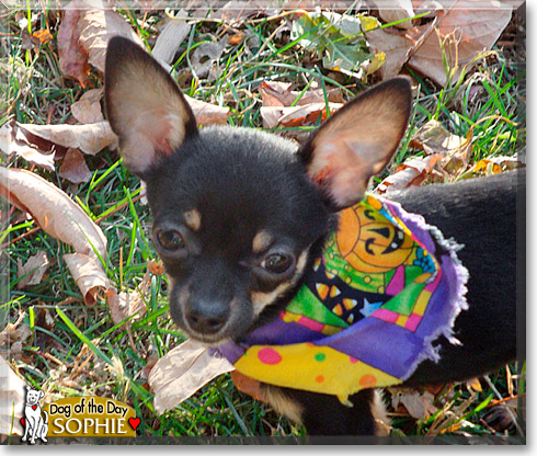 Sophie, the Dog of the Day