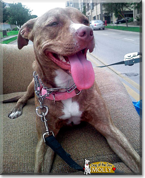 Molly, the Dog of the Day