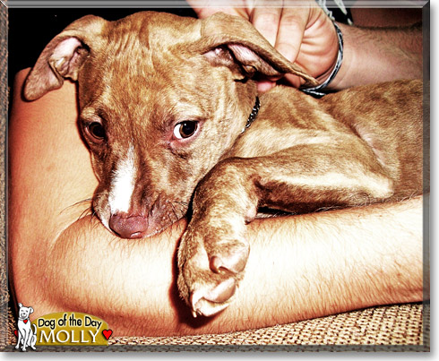 Molly, the Dog of the Day