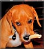 Duke