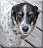 Little Girl Dog