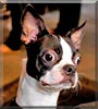 Sir Roscoe