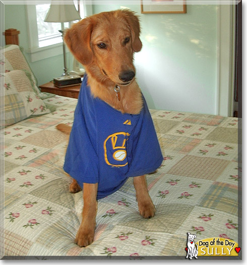 Sully, the Dog of the Day Sully, the Dog of the Day