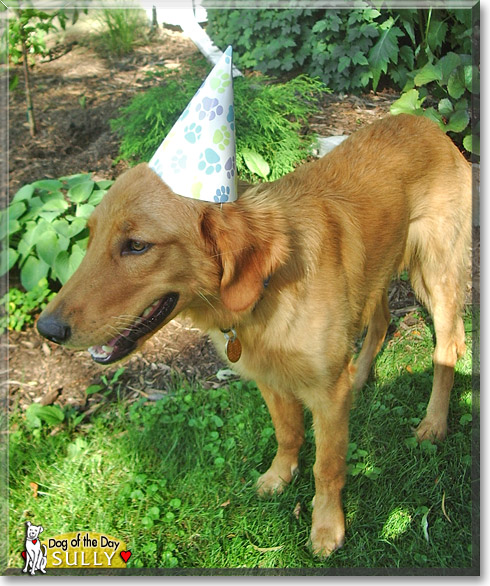 Sully, the Dog of the Day Sully, the Dog of the Day