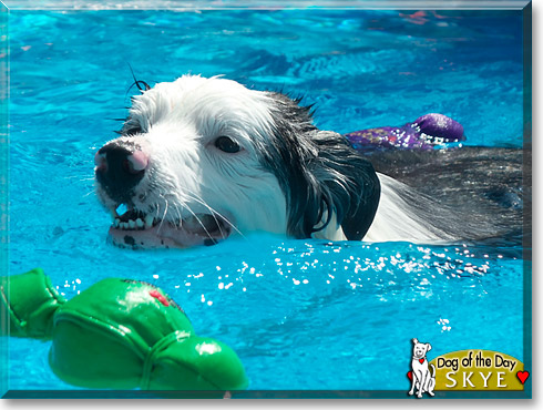 Skye, the Dog of the Day Skye, the Dog of the Day