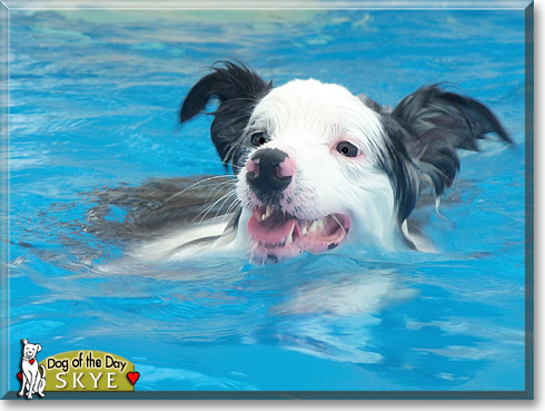 Skye, the Dog of the Day Skye, the Dog of the Day