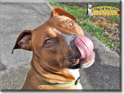 Brennan, the Dog of the Day Brennan, the Dog of the Day