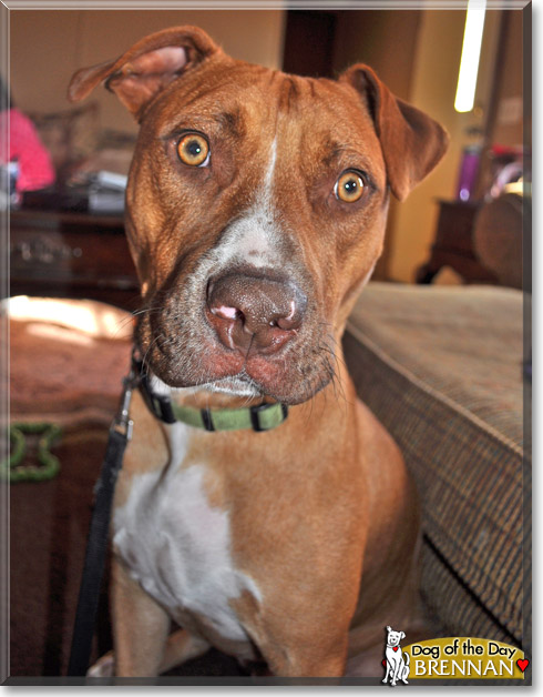 Brennan, the Dog of the Day Brennan, the Dog of the Day