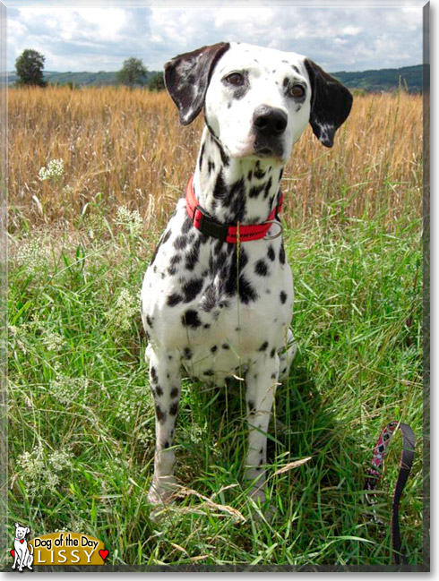 Lissy, the Dog of the Day