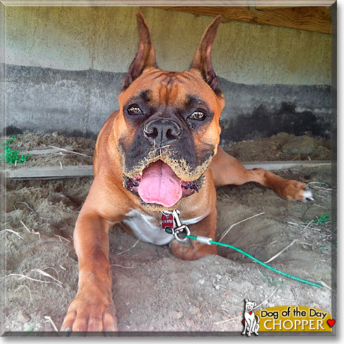 Chopper, the Dog of the Day Chopper, the Dog of the Day