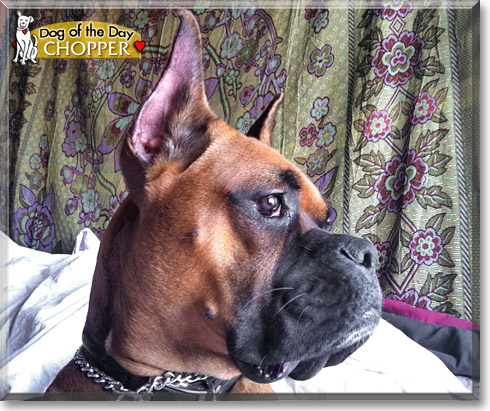 Chopper, the Dog of the Day Chopper, the Dog of the Day