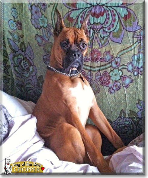 Chopper, the Dog of the Day Chopper, the Dog of the Day