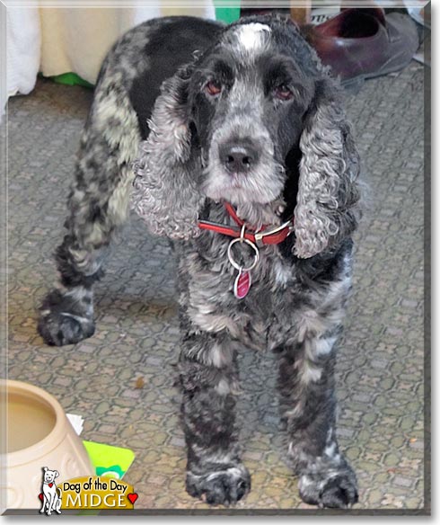 Midge, the Dog of the Day Midge, the Dog of the Day