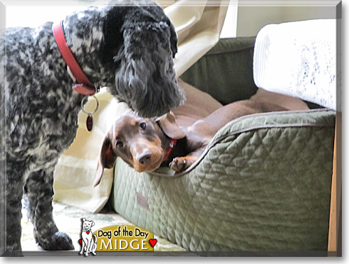 Midge, the Dog of the Day Midge, the Dog of the Day
