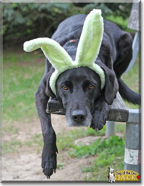 Jack, the Dog of the Day Jack, the Dog of the Day