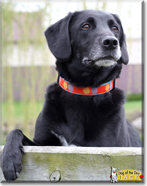 Jack, the Dog of the Day Jack, the Dog of the Day