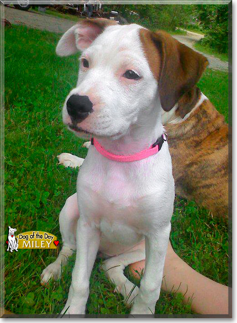 Miley, the Dog of the Day Miley, the Dog of the Day