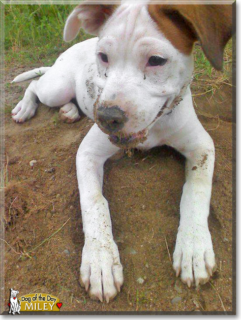Miley, the Dog of the Day Miley, the Dog of the Day