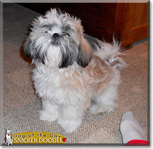 Snicker Doodle, the Dog of the Day Snicker Doodle, the Dog of the Day