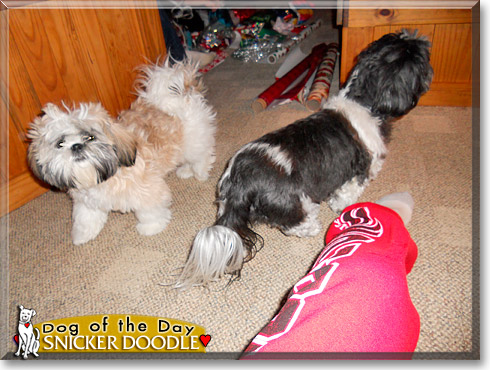 Snicker Doodle, the Dog of the Day Snicker Doodle, the Dog of the Day