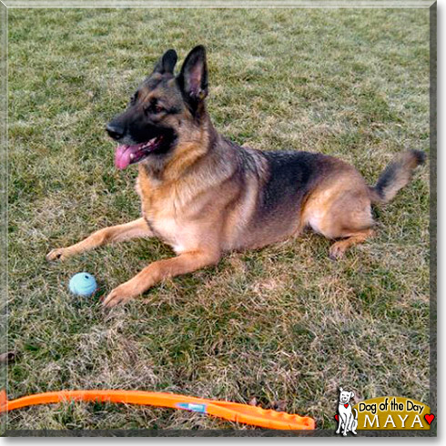 Maya, the Dog of the Day Maya, the Dog of the Day
