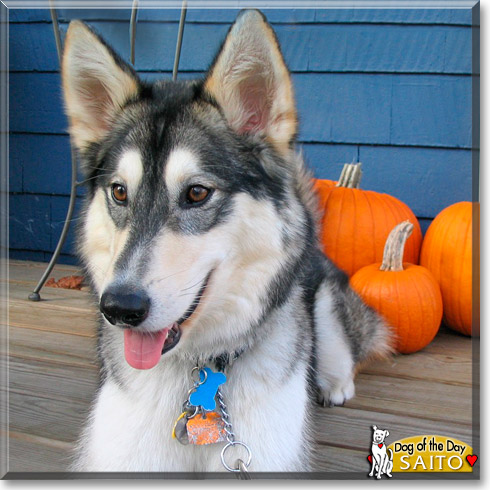 Saito, the Dog of the Day