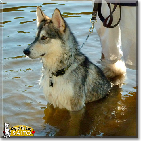 Saito, the Dog of the Day