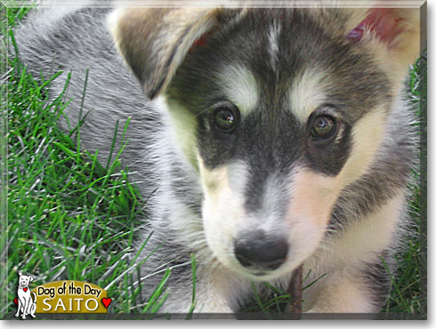 Saito, the Dog of the Day