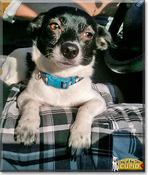 Cupid, the Dog of the Day
