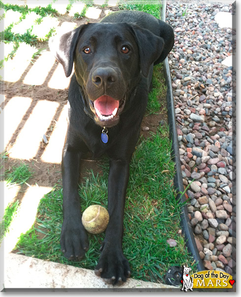Mars, the Dog of the Day Mars, the Dog of the Day