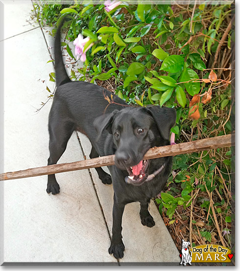 Mars, the Dog of the Day Mars, the Dog of the Day