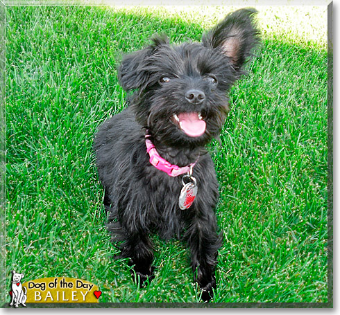 Bailey, the Dog of the Day Bailey, the Dog of the Day