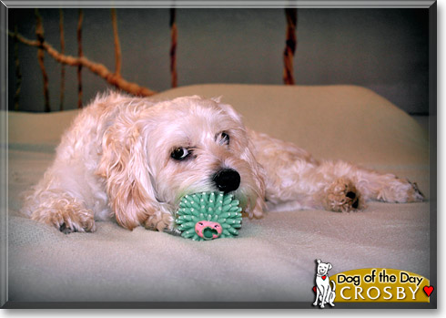 Crosby, the Dog of the Day