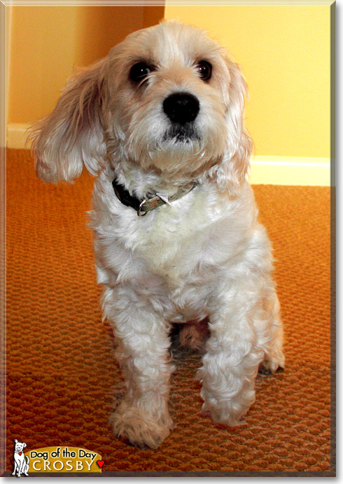 Crosby, the Dog of the Day