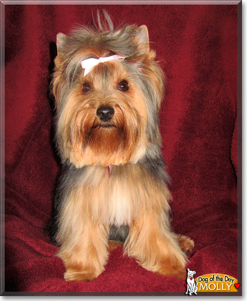 Molly, the Dog of the Day