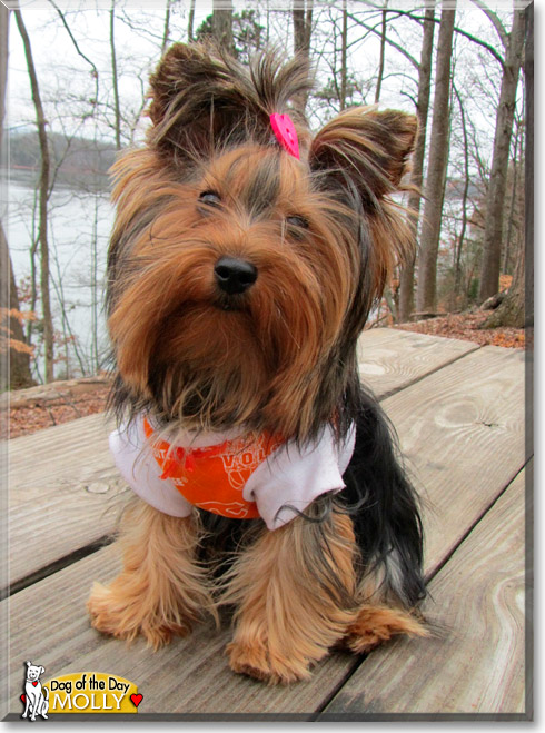 Molly, the Dog of the Day